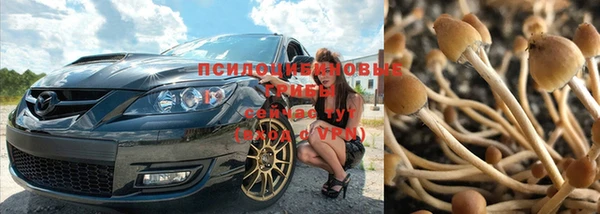 прущие грибы Заводоуковск